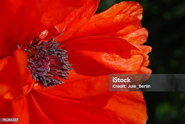 Rosso Papavero - Fotografie stock e altre immagini di Ambientazione esterna - Ambientazione esterna, Arancione, Bellezza