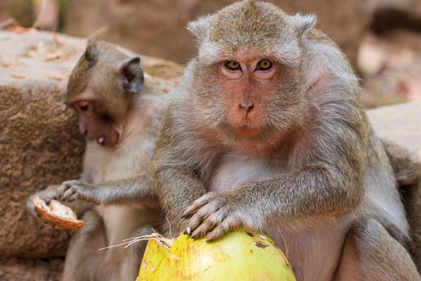 istock Female Long-tailed macaque eating a coconut 1142643555