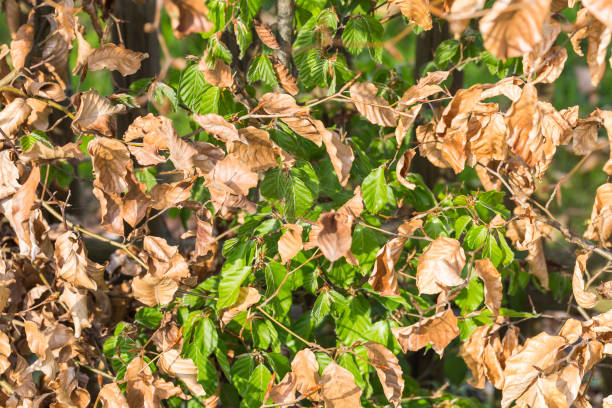 istock the first new shoots at the beech hedge in spring 1142644247