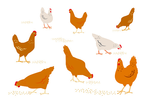 Color graphic set, collection, drawn rural hens or chickens, walking in different poses, pecking grain. Vector illustration, isolated on white background.
