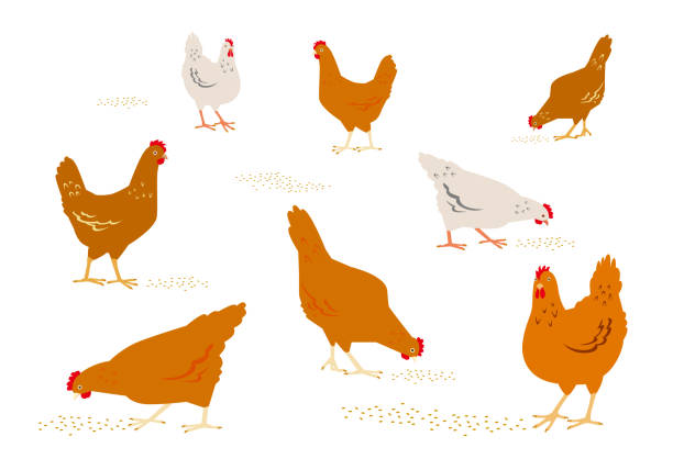 Color graphic set, collection, drawn rural hens or chickens, walking in different poses, pecking grain. Vector illustration, isolated on white background. Color graphic set, collection, drawn rural hens or chickens, walking in different poses, pecking grain. Vector illustration, isolated on white background. feeding chickens stock illustrations