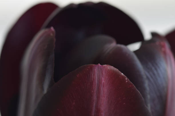 istock Queen of the Night Tulips 1142646003