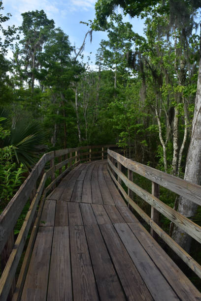 istock Barataria Preserve in New Orleans 1142646272