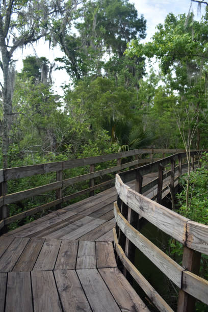 istock Barataria Preserve in New Orleans 1142646304