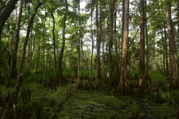 istock Barataria Preserve in New Orleans 1142646948