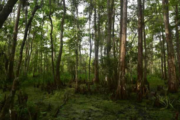 заповедник баратария в новом орлеане - forest preserve стоковые фото и изображения