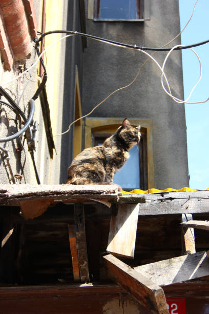 istock The Cats of Istanbul 1142647355