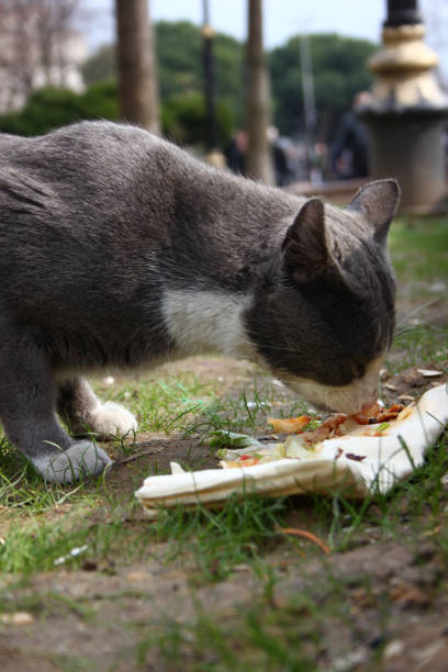 istock The Cats of Istanbul 1142647364