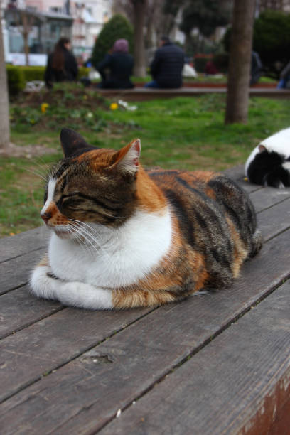 The Cats of Istanbul