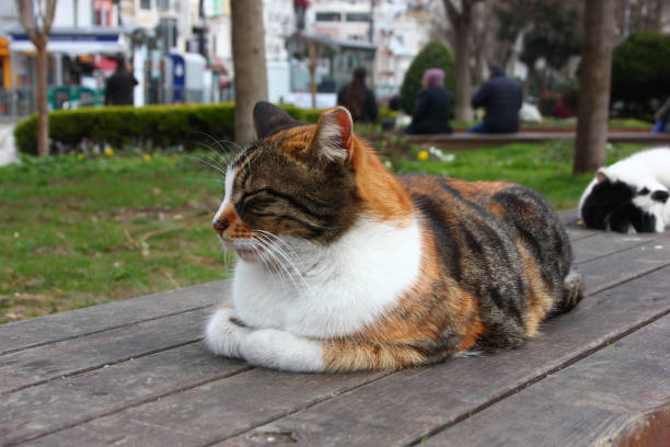 istock The Cats of Istanbul 1142647397
