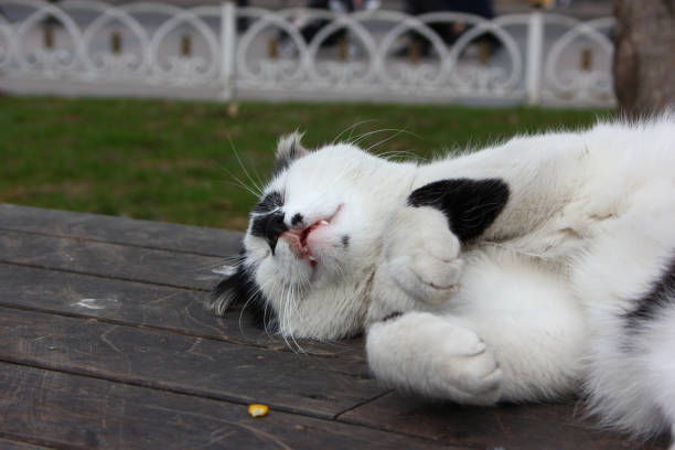 The Cats of Istanbul