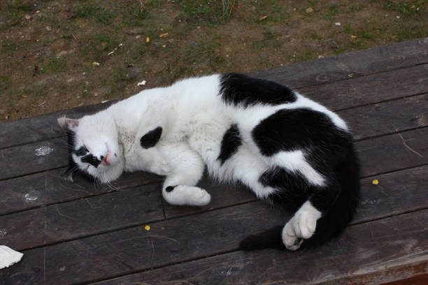 istock The Cats of Istanbul 1142647402