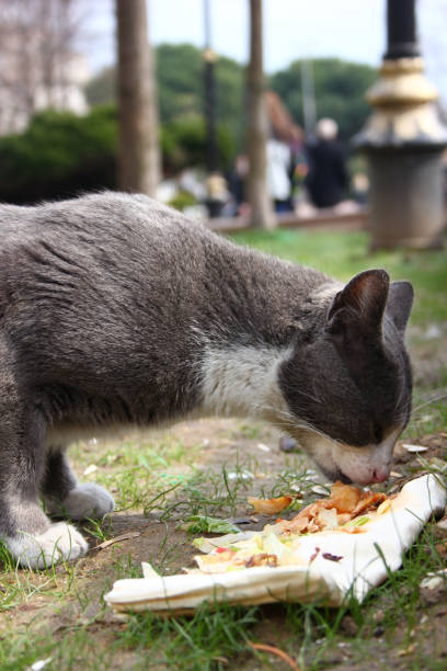 istock The Cats of Istanbul 1142647406