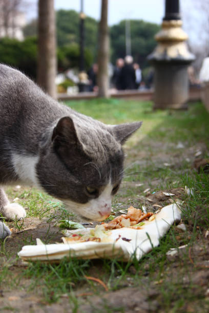 The Cats of Istanbul