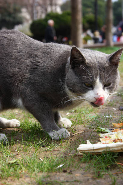 The Cats of Istanbul
