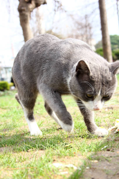 The Cats of Istanbul