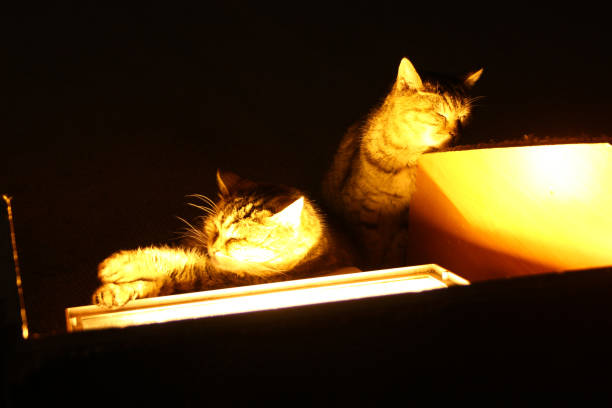 istock The Cats of Istanbul 1142647490