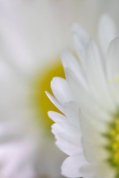 Macro Close Up Of Daisy On Black Background