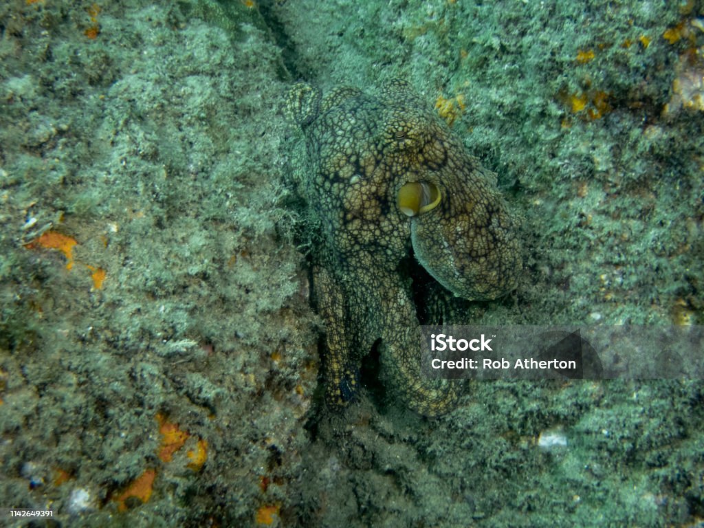 Commie Octopus Common Octopus Stock Photo - Download Image Now - Animal, Baja ...