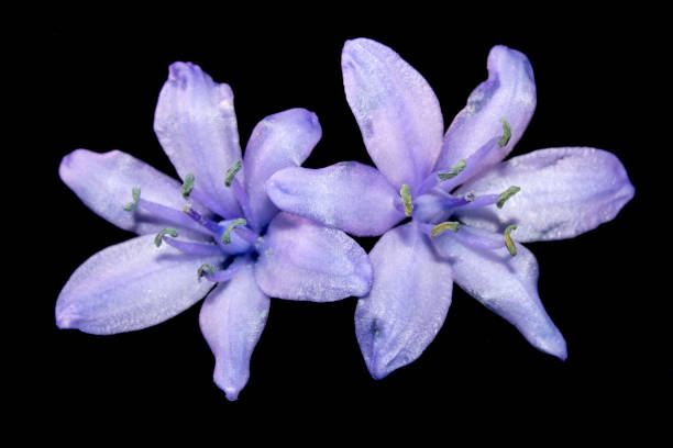 istock Pretty Wild Bluebell Macro Flower on Black Background 1142649685