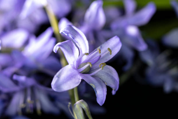 istock Pretty Wild Bluebell Macro Flower on Black Background 1142649751