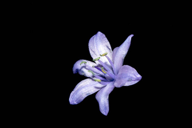 istock Pretty Wild Bluebell Macro Flower on Black Background 1142650313