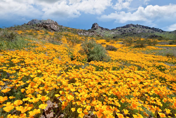Meadow of Wildflowers at Sitgreaves Pass