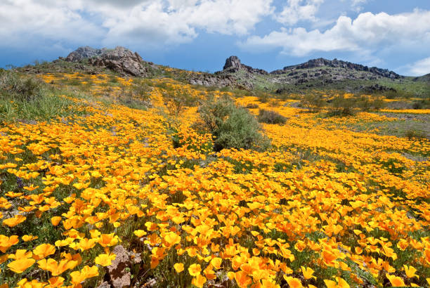 Meadow of Wildflowers at Sitgreaves Pass stock photo