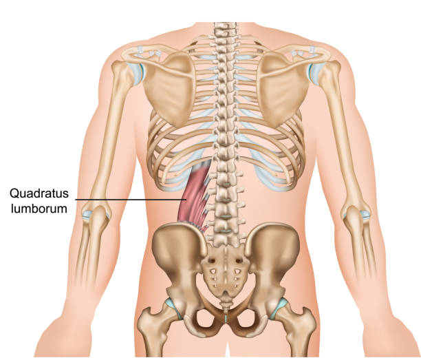 istock Quadratus lumborum muscle medical vector illustration on white background 1142651701