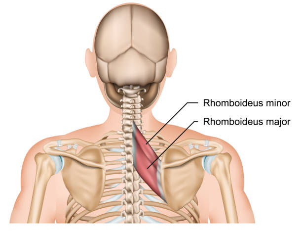 ilustraciones, imágenes clip art, dibujos animados e iconos de stock de rhomboideus anatomía muscular ilustración vectorial médica sobre fondo blanco - escapula