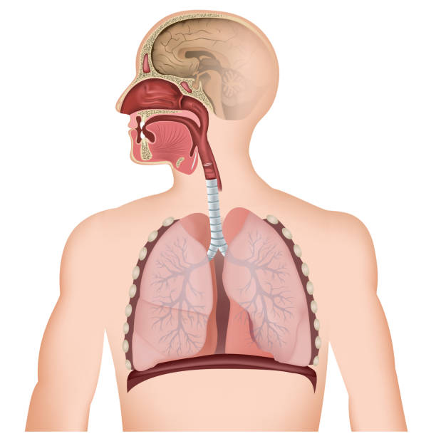 illustrazioni stock, clip art, cartoni animati e icone di tendenza di l'illustrazione vettoriale medico del tratto respiratorio su sfondo bianco - respiratory system