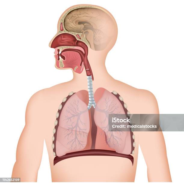呼吸道醫學媒介例證在白色背景向量圖形及更多呼吸系統圖片 - 呼吸系統, 肺, 人體構造