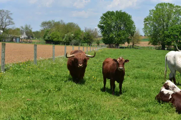 Cute shaggy cow on a farm  in a Lancaster County.