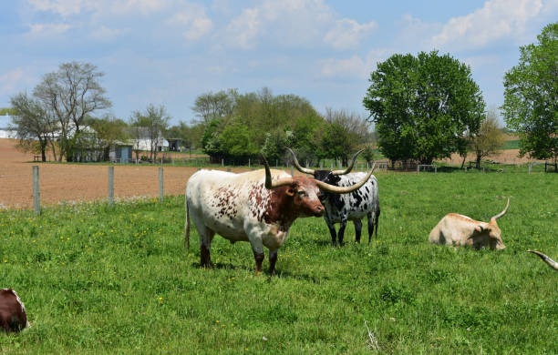 istock Cows in a Field on a Farm 1142652316