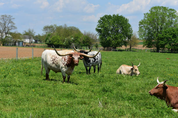 istock Cows in a Field on a Farm 1142652370