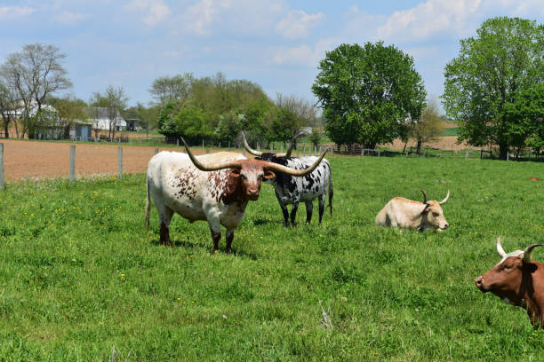 istock Cows in a Field on a Farm 1142652381