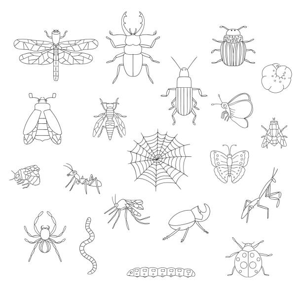 illustrazioni stock, clip art, cartoni animati e icone di tendenza di insieme vettoriale di insetti bianchi e neri - caterpillar white isolated white background