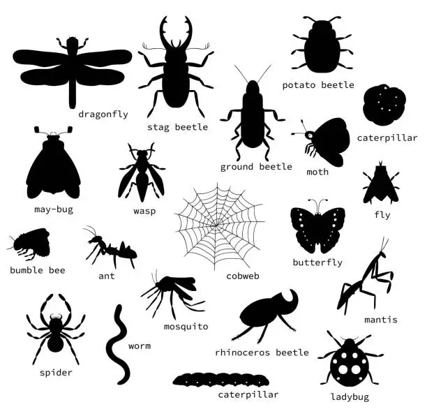 Vector illustration of Vector set of black insects silhouettes with text