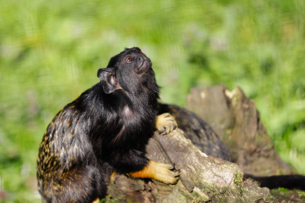 portret dziecka z czerwoną ręką midas tamarin new world małpa - redhanded tamarin zdjęcia i obrazy z banku zdjęć