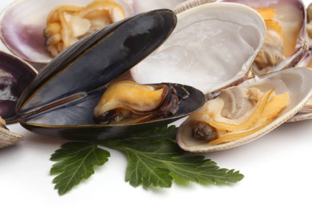 istock Venus calms and mussel 1142653660