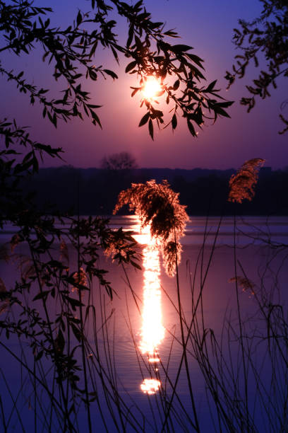 istock Beautiful vegetable feather duster at stream at sunrise 1142654031