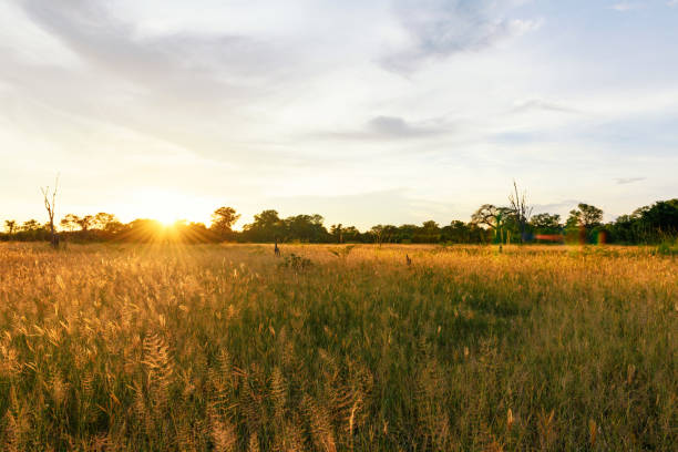 Golden sunset over savannah in the south Luangwa national park