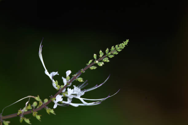 the flowers from the cat's whiskers are green and the white mustache the flowers of the cat's whiskers are green and the white mustache is in fresh bloom in the garden with a green background"n orthosiphon aristatus stock pictures, royalty-free photos & images
