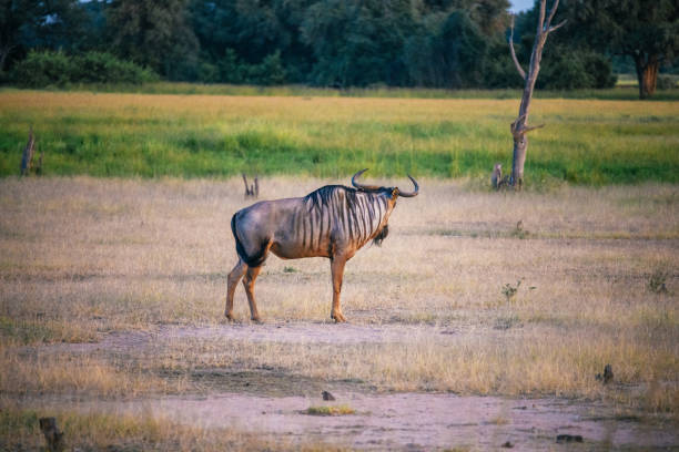 Wildebeest in the zambian grassland of south luangwa national park