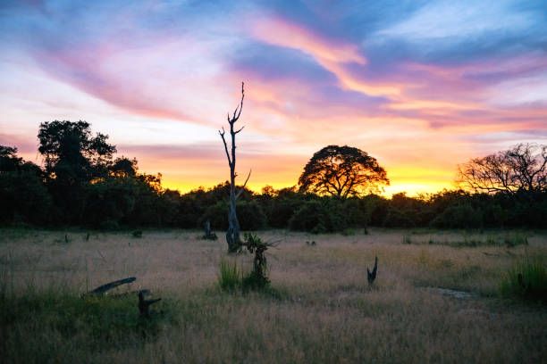 vibrant sunset over savannah in the south Luangwa national park