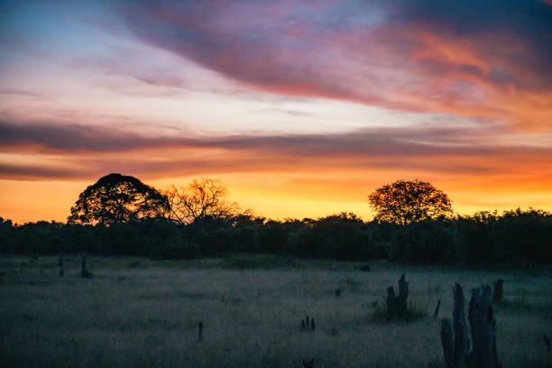 istock vibrant sunset over savannah 1142656726