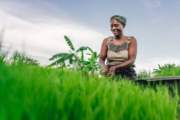 female farmer planting rice in Africa, Malawi Portrait of African female rural farmer in Malawi malawi stock pictures, royalty-free photos & images