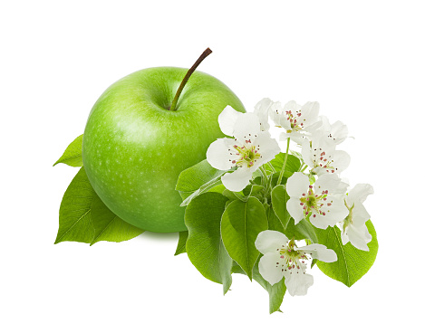 Green Apple fruit with leaf and flower on branch isolated on white background as part of package design