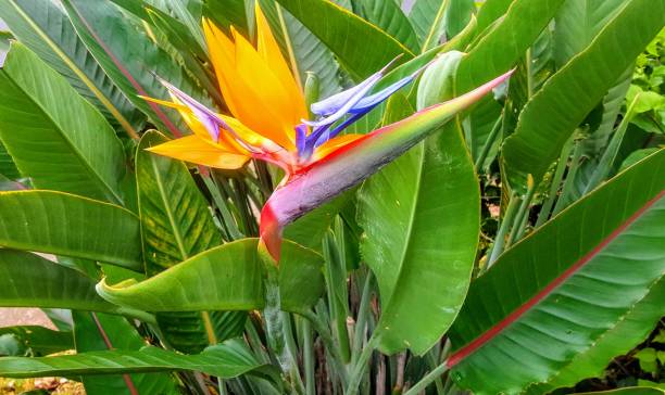 istock Bird of Paradise (Strelitzia reginae) flower 1142657955