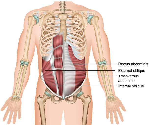 ilustraciones, imágenes clip art, dibujos animados e iconos de stock de transverso abdominal músculo 3d ilustración vectorial médica - músculo abdominal